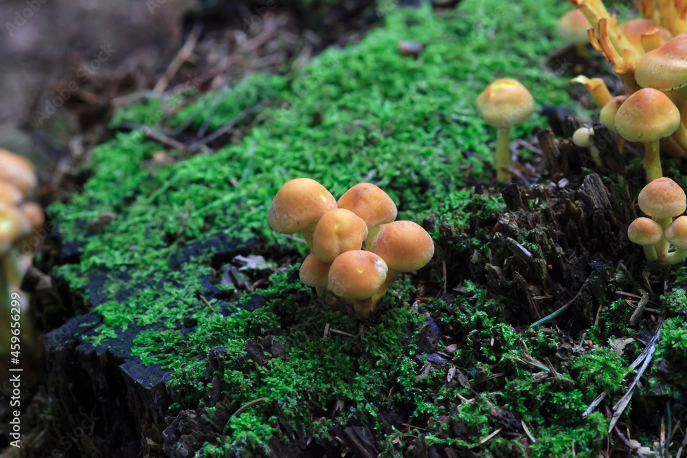Brown mushrooms growing in mossy surface Brown mushrooms growing in mossy surface
