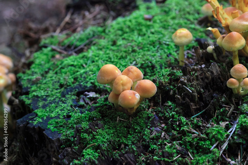 Brown mushrooms growing in mossy surface photo