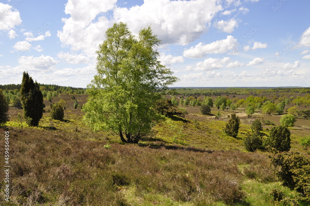 Obraz premium Lüneburger Heide- Natur 
