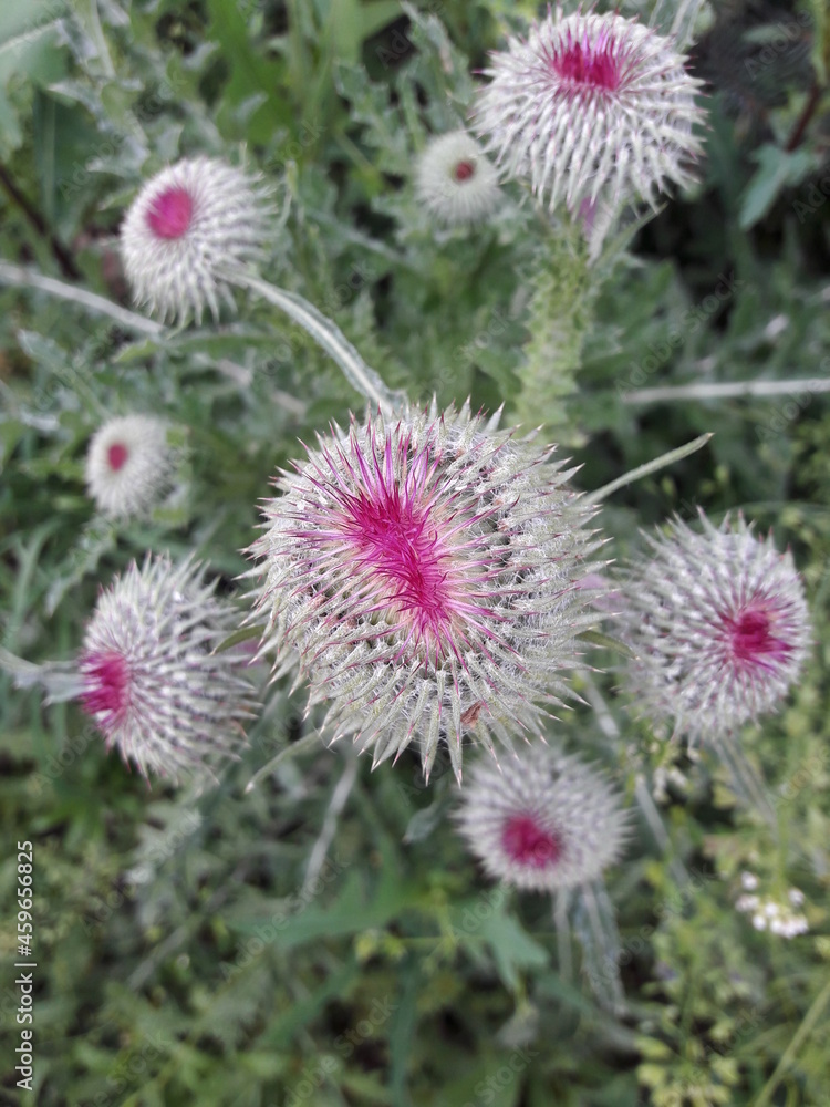 flower of a thistle flower of a thistle