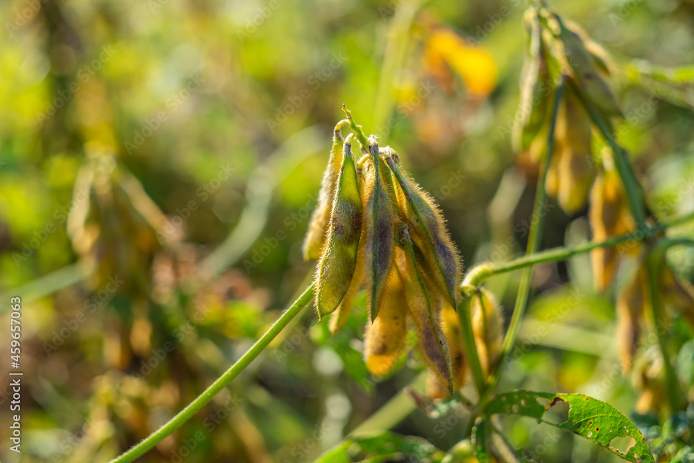 Autumn ripe soybeans background material Autumn ripe soybeans background material