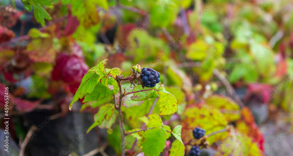 Fototapeta premium Wild raspberry in the field in autumn