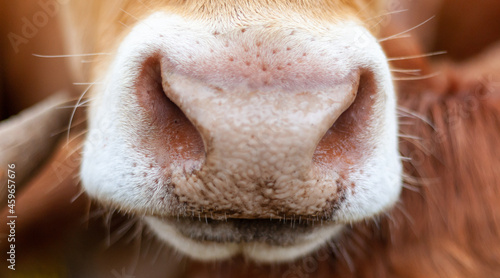 Close up of a cow nose