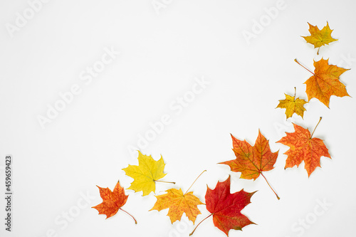 composition of autumn leaves on a light background
