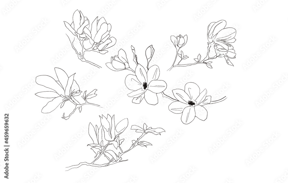 magnolia croquis magnolia croquis