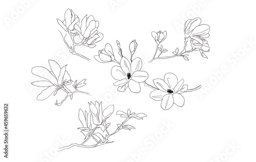 magnolia croquis