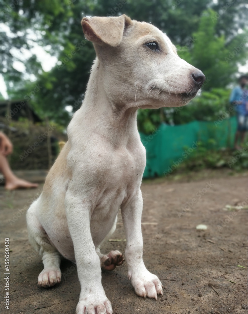 Small dog is very cut Small dog is very cut