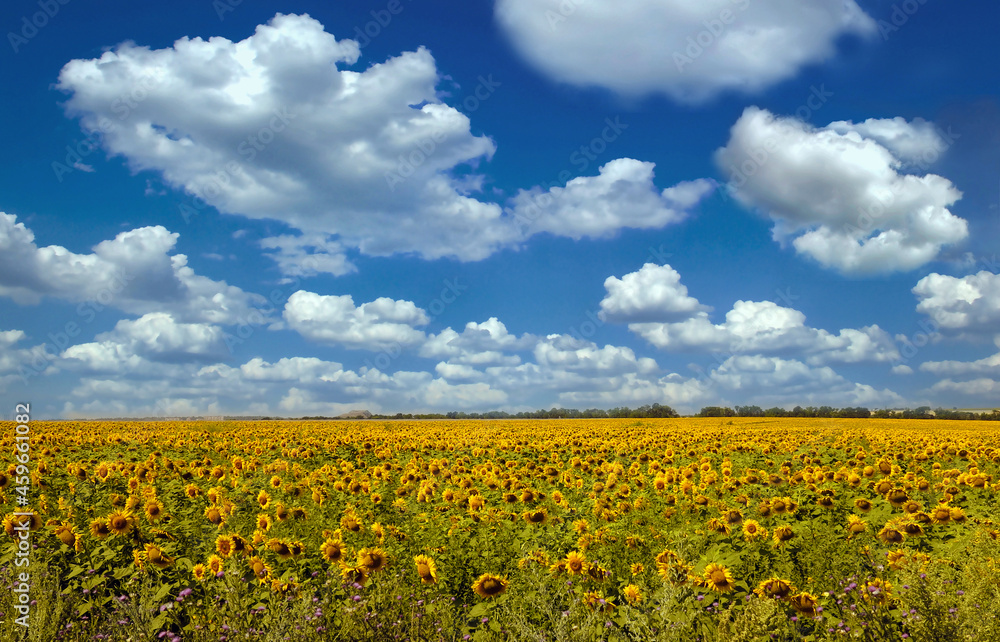 sunflower field under cloudy sky