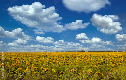sunflower field under cloudy sky