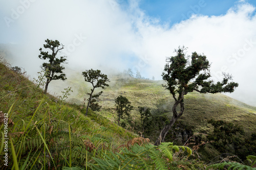 Green-capped mountains with trees. Trek to Mount Rinjani  Lombok  Indonesia
