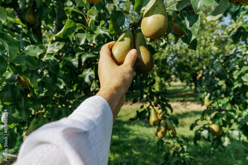 Mature woman picking pear at orchard during sunny day photo