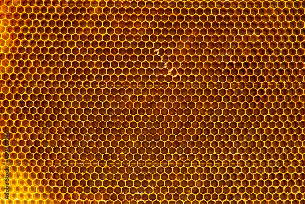 Texture of honeycombs close up. Yellow wax honeycombs from the hive. Texture of honeycombs close up. Yellow wax honeycombs from the hive.