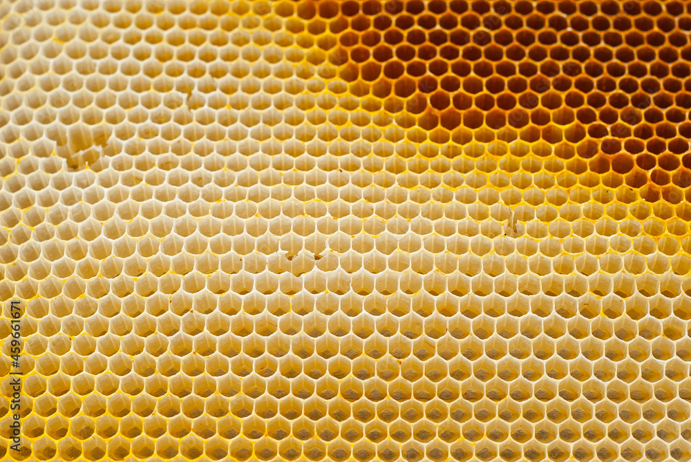 Texture of honeycombs close up. Yellow wax honeycombs from the hive.