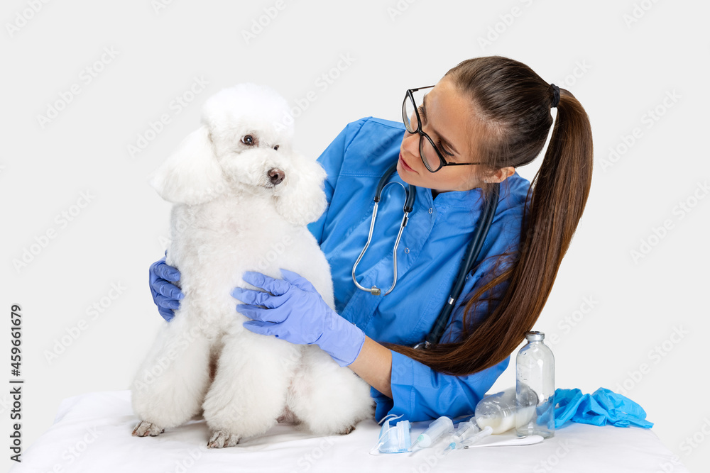 On examination by a vet doctor. Young beautiful woman, veterinary exams white poodle dog. Medicine, pet care, healthy lifestyle concept. On examination by a vet doctor. Young beautiful woman, veterinary exams white poodle dog. Medicine, pet care, healthy lifestyle concept.
