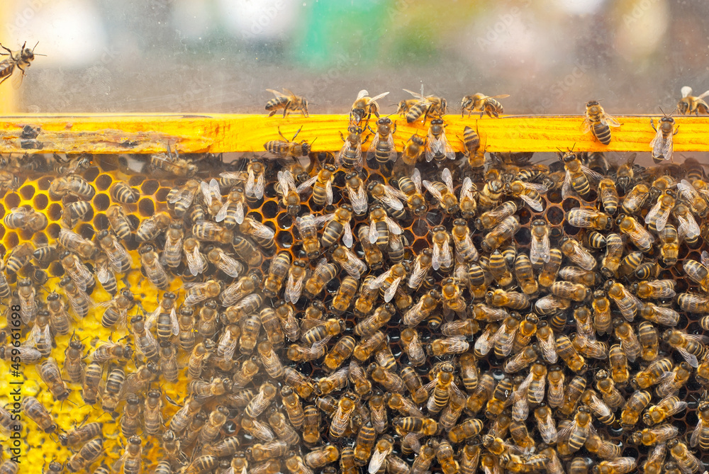 Bees fight honey in the hive. Texture of live bees. Many insects close up. Bees fight honey in the hive. Texture of live bees. Many insects close up.