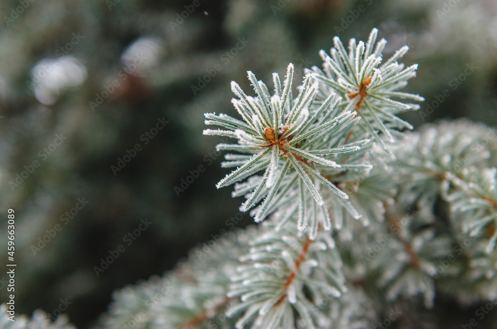 frost and snow on green needles of fir trees frost and snow on green needles of fir trees