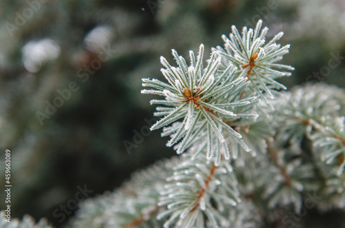 frost and snow on green needles of fir trees