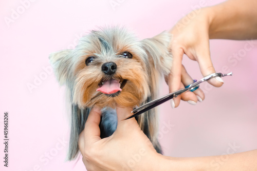 Haircut, scissors. pet gets beauty treatments in a dog beauty salon. photo