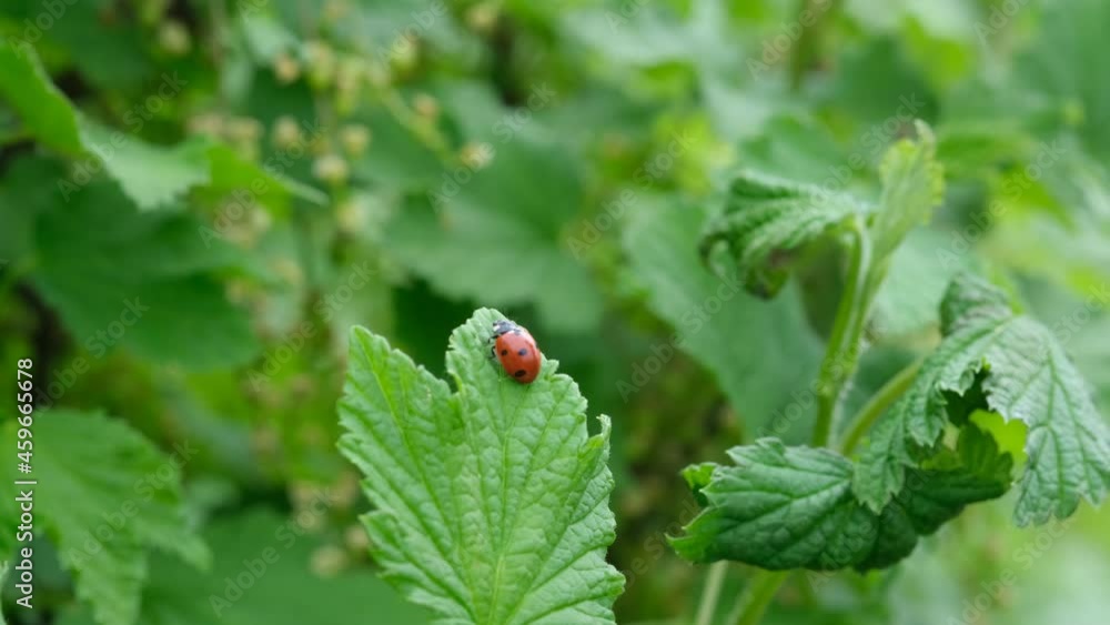 Ladybug on a green leaf. Beautiful nature background. Male fingers. Closeup Ladybug on a green leaf. Beautiful nature background. Male fingers. Closeup
