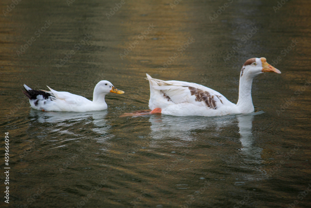 white goose swimming in the lake