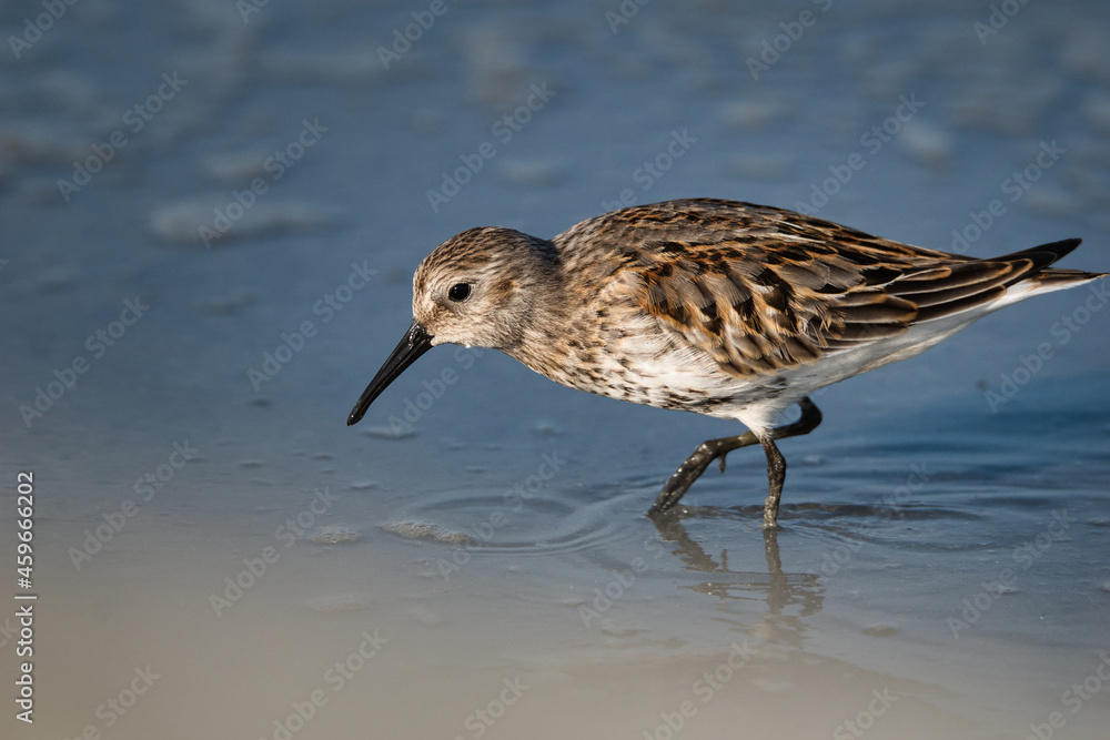 Fototapeta premium Close-up of a dunlin foraging in the silt