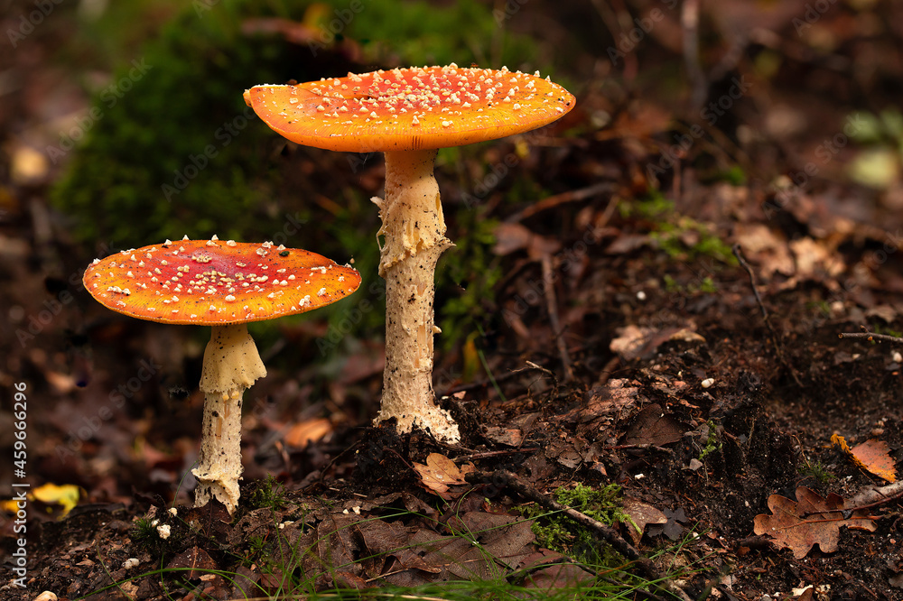 Fly amanita (Amanita muscaria) in the forest. Fly amanita (Amanita muscaria) in the forest.