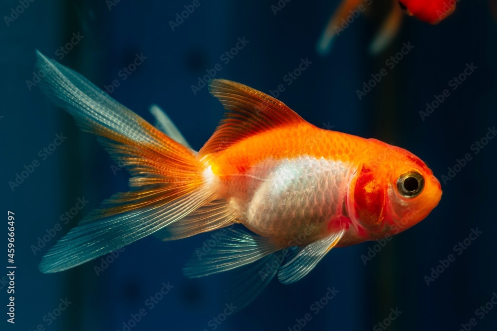 young oranda goldfish in rare orange and white coloration, popular commercial breed of wild Carassius auratus, comet-like long tail ornamental fish in aquarium young oranda goldfish in rare orange and white coloration, popular commercial breed of wild Carassius auratus, comet-like long tail ornamental fish in aquarium