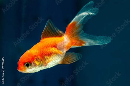 juvenile oranda goldfish, popular commercial aqua trade breed of wild Carassius auratus, cute comet-like long tail ornamental fish swim in pet store aquarium © Valeronio