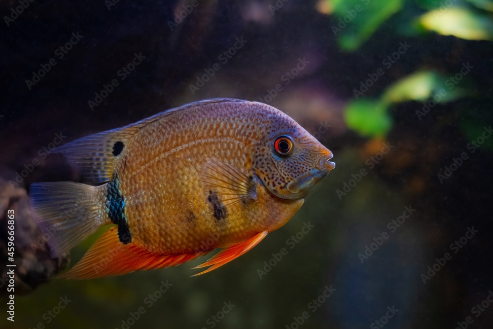 adult severum cichlid fish, aggressive dominant male, popular and hardy