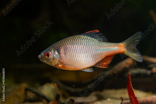 wild adult male of European bitterling in bright spawning coloration swim fast in a freshwater aquarium, beautiful ornamental species, dark low light mood
