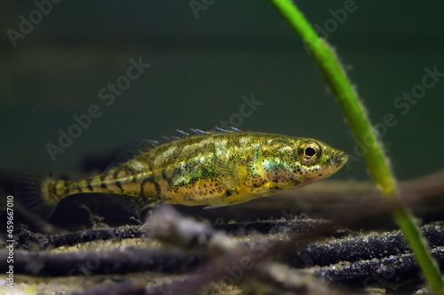 cautious and timid adult ninespine stickleback, clever tiny freshwater dwarf wild fish in European temperate biotope aquarium, beauty of nature