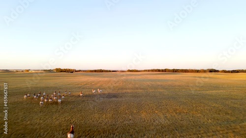 Aerial chasing view of fast running pronghorn antelope herd during sunset in Alberta Prairie. Male antelope with big antlers running into and out of frame.