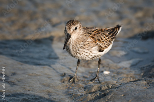 Close-up of a dunlin foraging in the silt