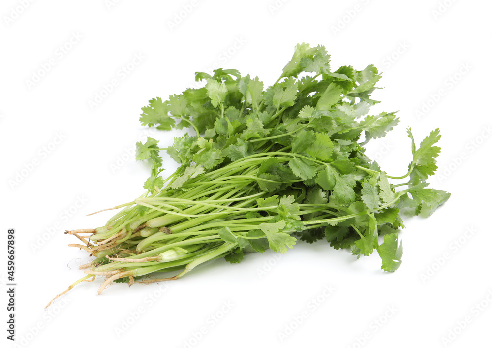 Bunch of fresh coriander on white background