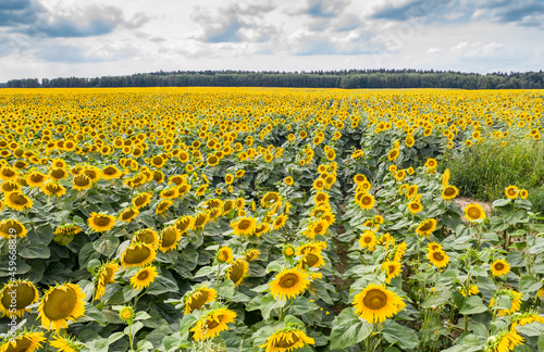 Sunflower field with cloudy blue sky, aerial bird-eye view.