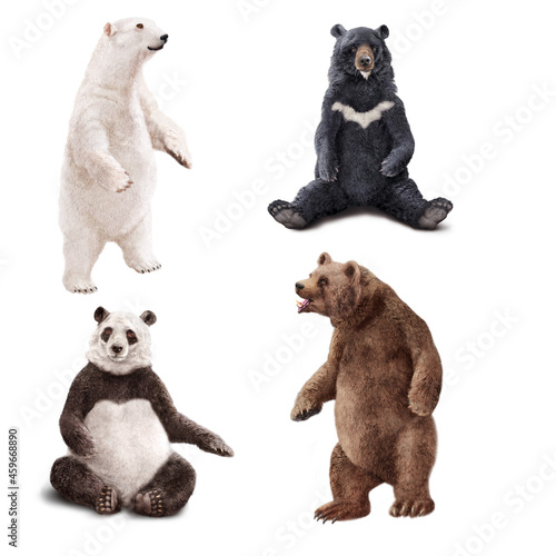 ours, griserie , blanc, noir, debout, assise, panda, animal, groupe, chien, être assis, studio, , fond blanc, mammifère, brun, ensemble, amitié, 