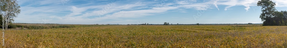 Fototapeta premium Panoramic view of soybean field at the end of summer in southern Quebec