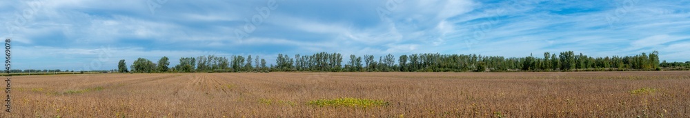 Panoramic view of soybean field at the end of summer in southern Quebec Panoramic view of soybean field at the end of summer in southern Quebec