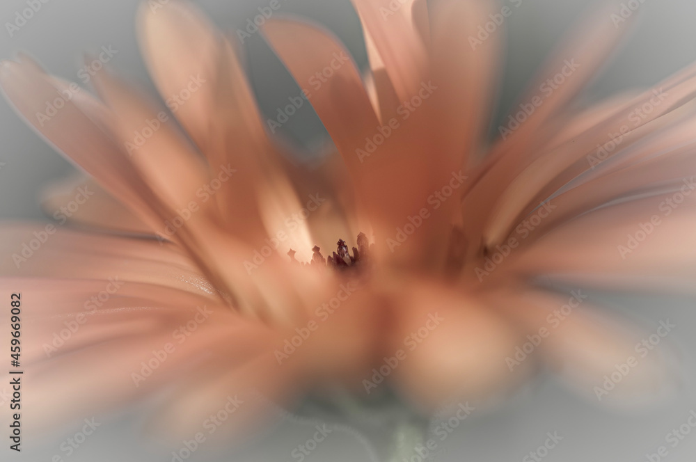 Fototapeta premium close up of a flower