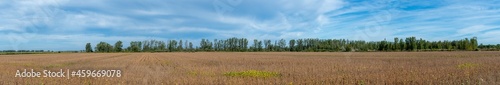 Panoramic view of soybean field at the end of summer in southern Quebec