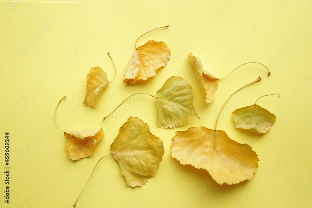  Leaves on a yellow background. Beautiful autumn background.