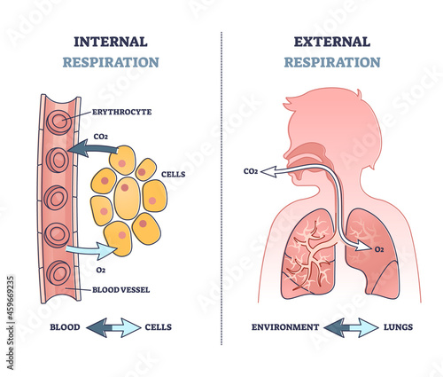 Internal vs external respiration system with air exchange outline diagram. Labeled educational breathing with oxygen in lungs and O2 in blood vessel from anatomical perspective vector illustration.
