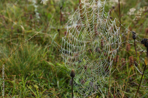 Beautiful spiderweb with dew outdoors in morning