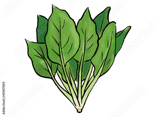 手描き　水彩風のほうれん草　Spinach watercolor vector illustration