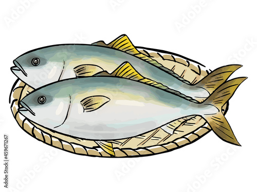 手描き　水彩風の鱈（たら）　Cod watercolor vector illustration