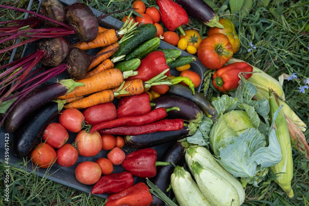 Harvest of vegetables Harvest of vegetables