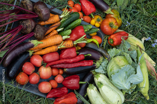Fototapeta Naklejka Na Ścianę i Meble -  Harvest of vegetables