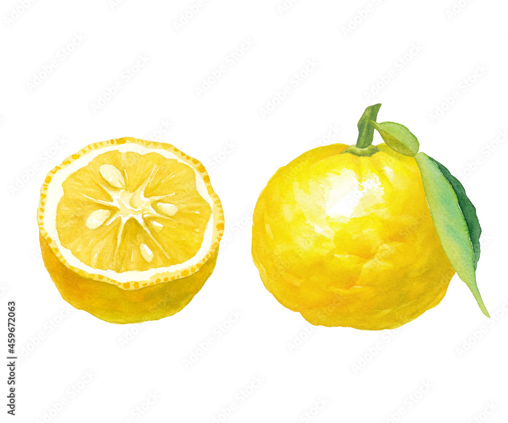 2つの柚子の水彩イラスト 日本の伝統文化 食材 薬味 ベクターデータ Stock Vector Adobe Stock