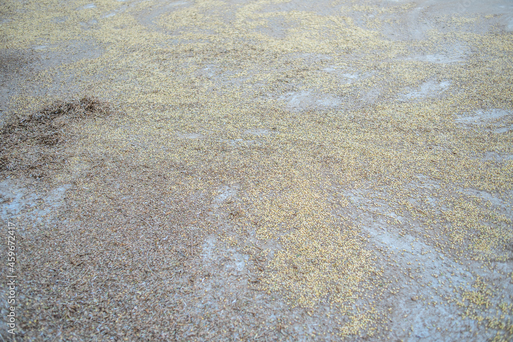 A good harvest of soybeans in autumn