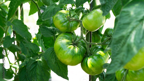 Growing green tomato variety, ripening of tomatoes. Farming concept. Selective focus.